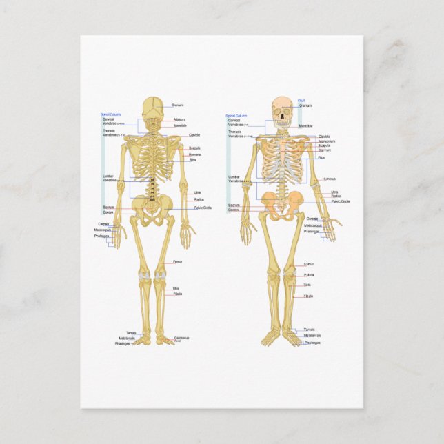 Humant Skeleton märkt anatomi diagram Vykort (Framsida)