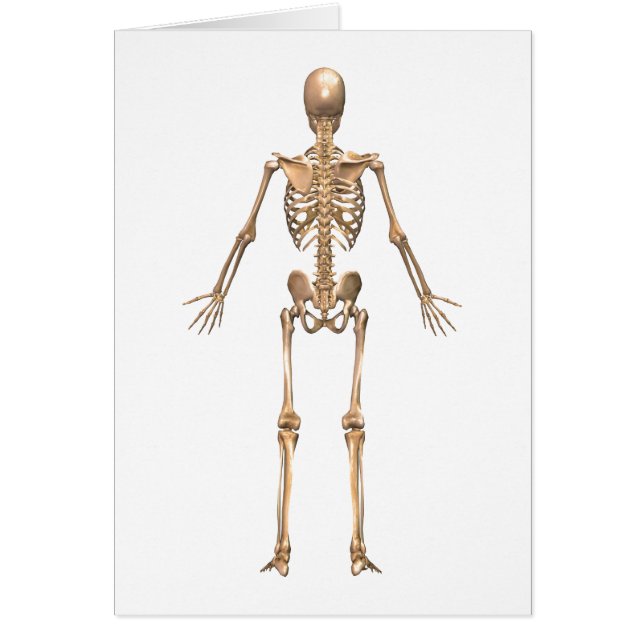 Humant Skelettsystem, Bakvy Hälsningskort (Framsidan)