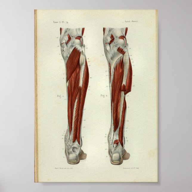 Humant Vintage Anatomy Print Muscles Leg Poster (Framsidan)