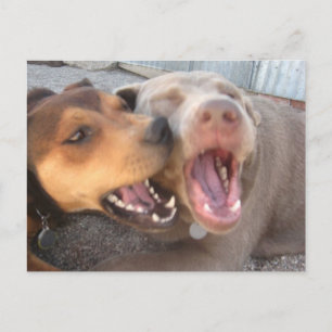 Humant vykort för Hund