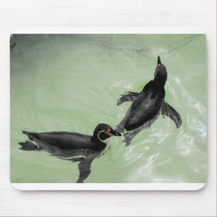 Humboldpenguiner Musmatta