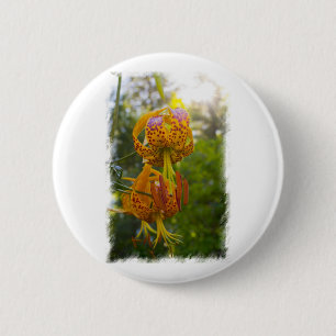 Humboldt Lilies Sunburst Knapp