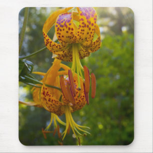 Humboldt Lilies Sunburst Musmatta