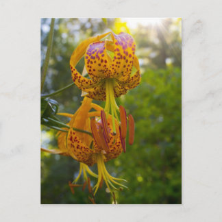 Humboldt Lilies Sunburst Vykort