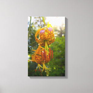 Humboldt Lily Canvastryck