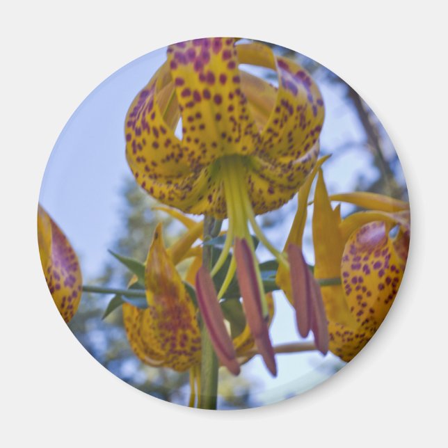 Humboldt Lily Magnet (Framsidan)