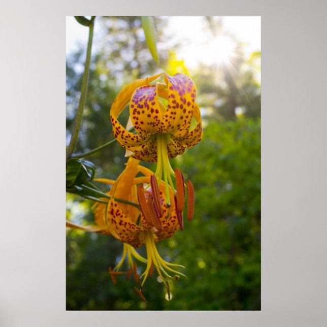 Humboldt Lily Poster (Framsidan)