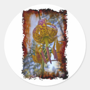 Humboldt Lily Runt Klistermärke