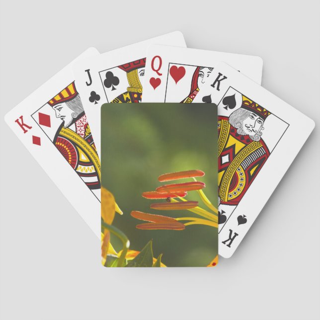 Humboldt Lily Stamens Spel Kort (Baksidan)