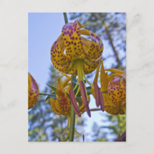 Humboldt Lily Vykort
