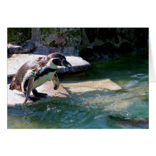 Humboldt penguin hälsningskort