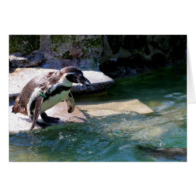 Humboldt penguin hälsningskort (Framsidan Horizontal)