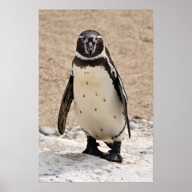 Humboldt Penguin Poster (Framsidan)