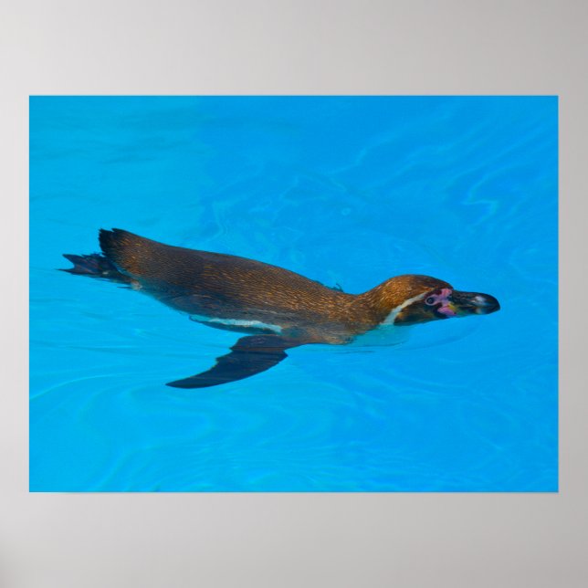 Humboldt penguin simning poster (Framsidan)
