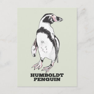 Humboldt penguin vykort