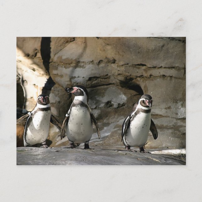 Humboldt Penguin Vykort (Framsida)