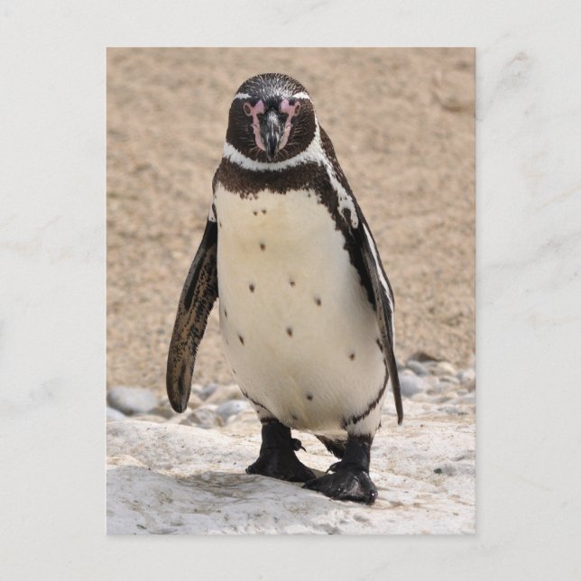 Humboldt Penguin Vykort (Framsida)