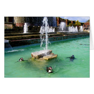 Humboldt penguins och fontän hälsningskort