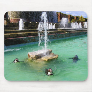 Humboldt penguins och fontän musmatta