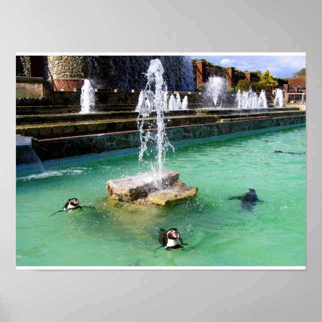 Humboldt penguins och fontän poster (Framsidan)