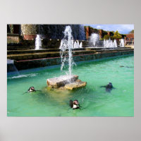 Humboldt penguins och fontän