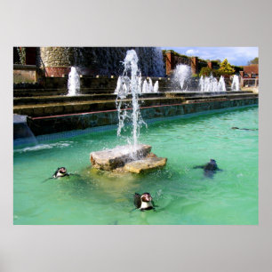 Humboldt penguins och fontän poster