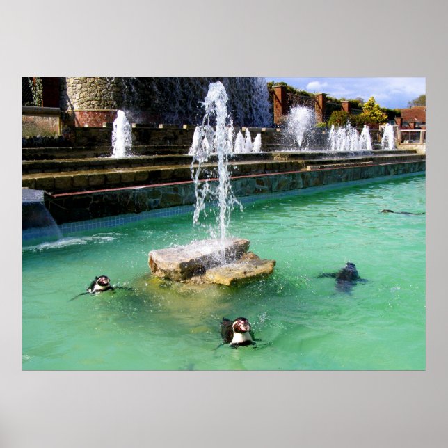 Humboldt penguins och fontän poster (Framsidan)