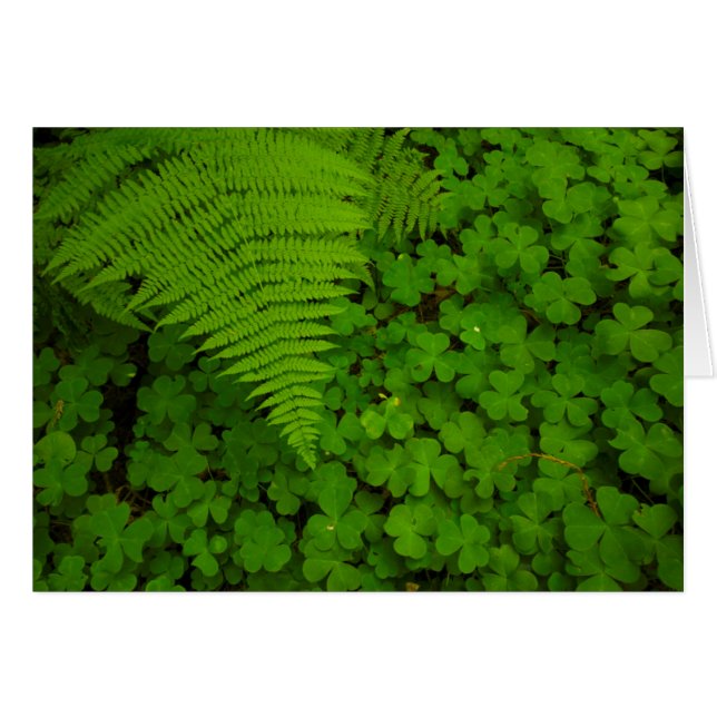 Humboldt Redwood State Park Hälsningskort (Framsidan Horizontal)