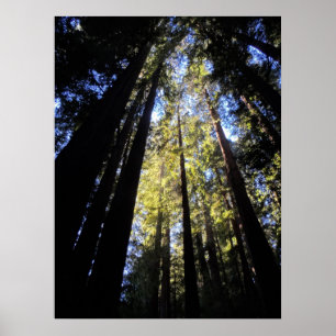 Humboldt Redwood State Park Poster