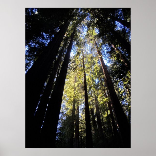 Humboldt Redwood State Park Poster (Framsidan)