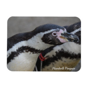 Humbolt Penguin i Drusillas Zoo i Öster Sussex Magnet