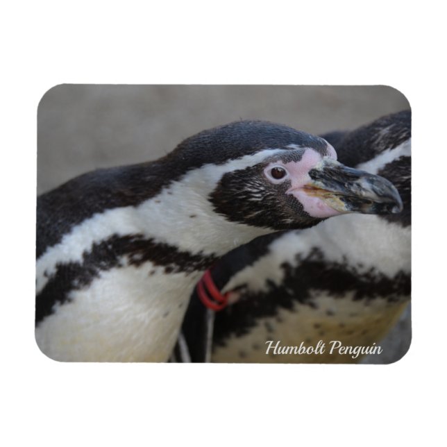 Humbolt Penguin i Drusillas Zoo i Öster Sussex Magnet (Horisontell)