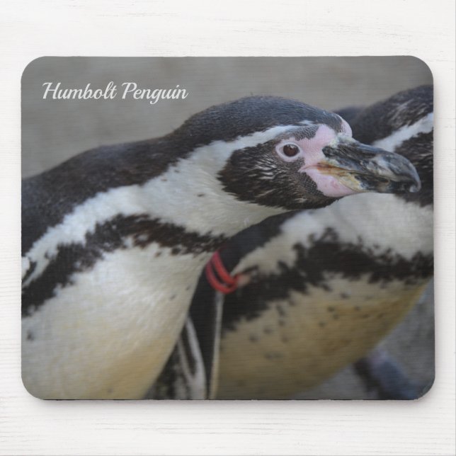 Humbolt Penguin i Drusillas Zoo i Öster Sussex Musmatta (Framsidan)