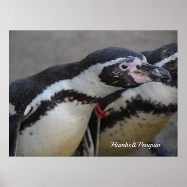 Humbolt Penguin i Drusillas Zoo i Öster Sussex Poster (Framsidan)