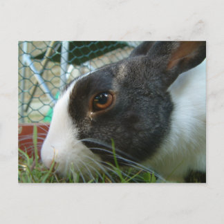 Humbug bunny vykort