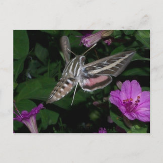 HUMINGBIRD MOTH POSTCARD 2 VYKORT