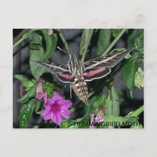 HUMINGBIRD MOTH POSTCARD VYKORT