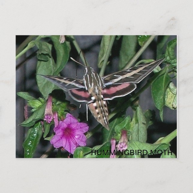 HUMINGBIRD MOTH POSTCARD VYKORT (Framsida)