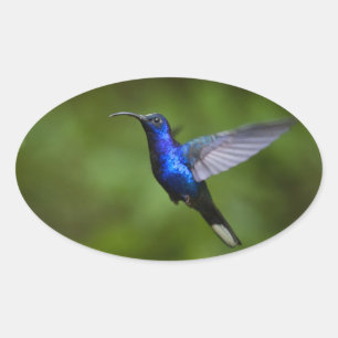 HUMINGBIRD STICKER OVALT KLISTERMÄRKE
