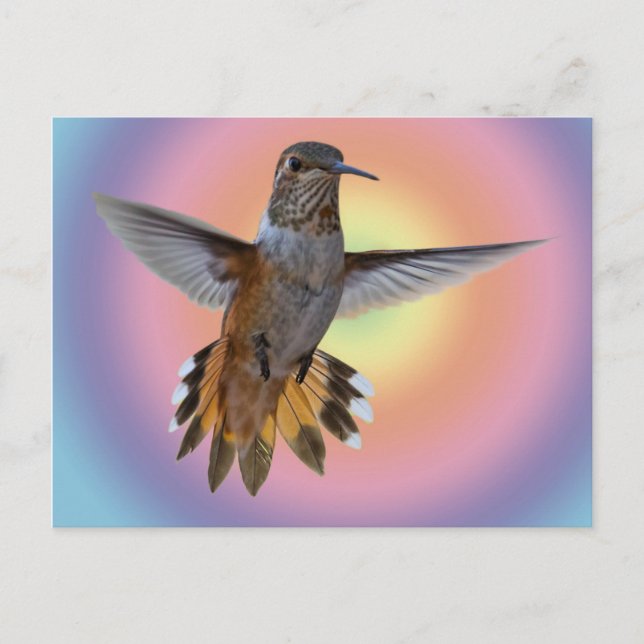 HUMINGBIRD VYKORT (Framsida)