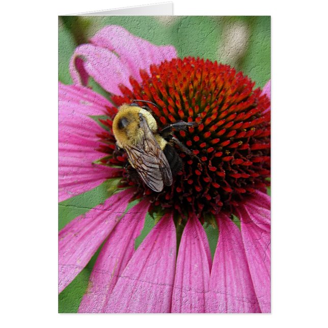 HUMLA 2 HÄLSNINGSKORT (Framsidan)