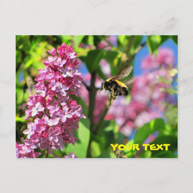 Humla hover över Lilacs Vykort (Framsida)