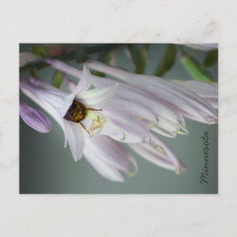 Humla i Hosta Postcard Vykort