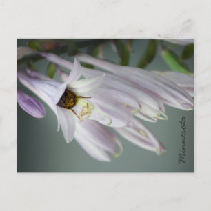 Humla i Hosta Postcard Vykort