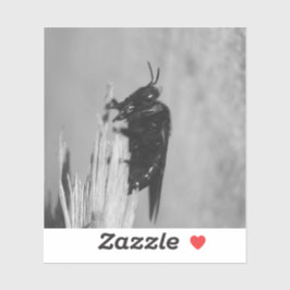 Humla Klistermärken