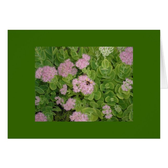 humla-kort OBS kort (Framsidan Horizontal)