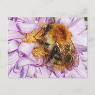 Humla om ett vykort för Michaelmas Daisy