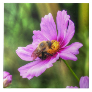 Humla om Rosa Cosmos Kakelplatta