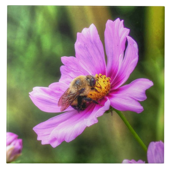 Humla om Rosa Cosmos Kakelplatta (Framsidan)
