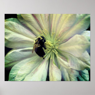Humla on White Clematis Flower Poster